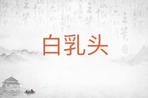 白乳头